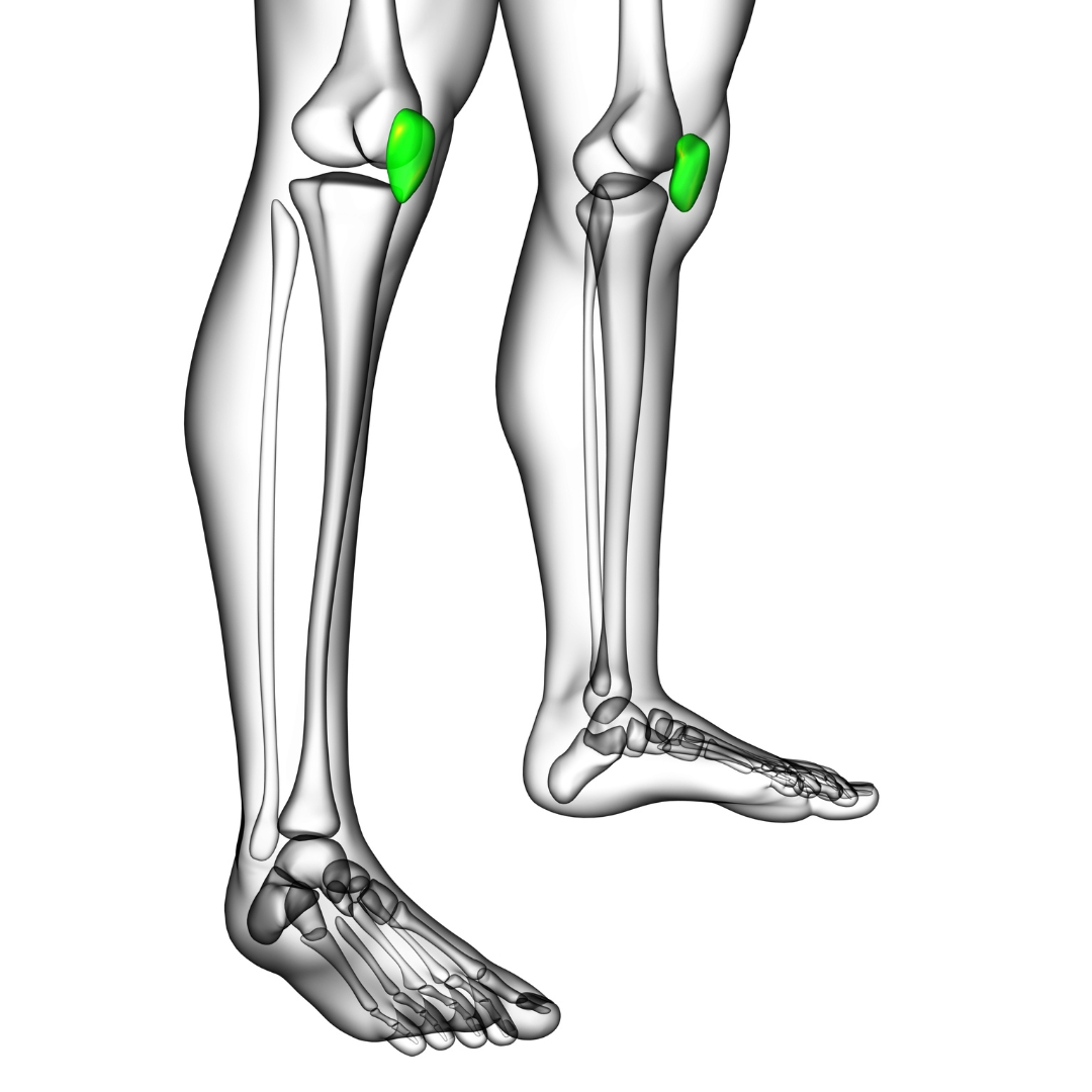 joelho patela rótula patelar